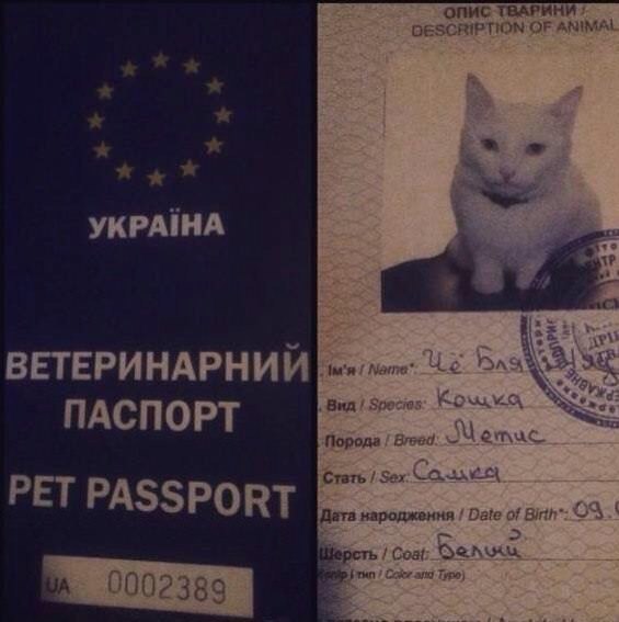 Файл:Ua-cat-passport-00.jpg
